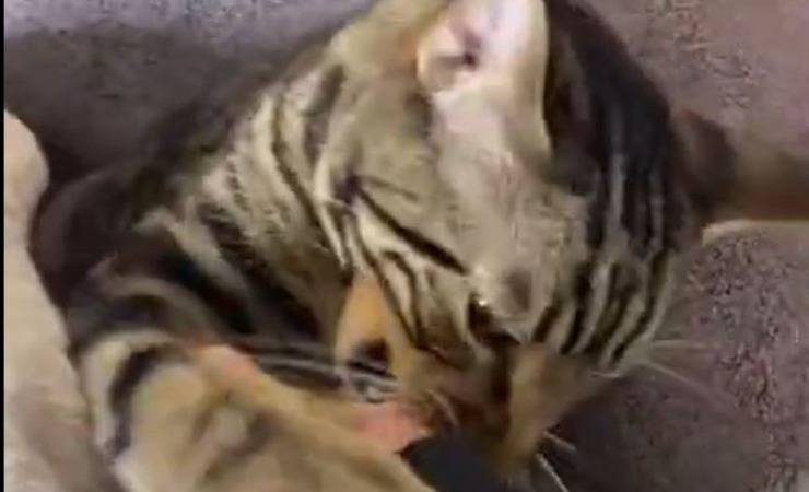 Gatto Chase Centro Spa Video