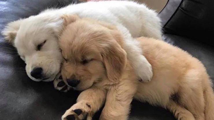Il letargo nei cani cuccioli Il letargo nei cani
