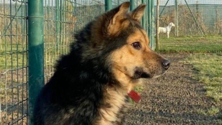 Taddeo Cane Cerca Famiglia