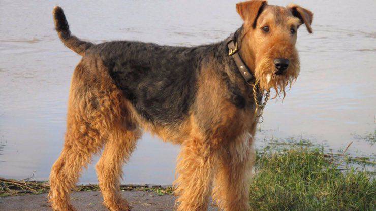 Airedale Terrier al lago Malattie più comuni Airedale Terrier