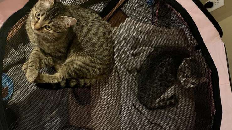 Gatti Evitano Umani