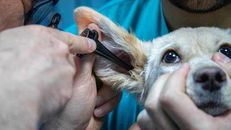 Cane a visita auricolare Timpano perforato nel cane