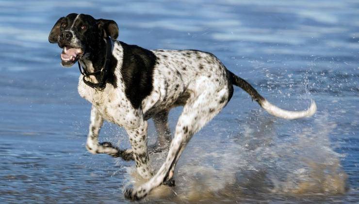 Pointer inglese