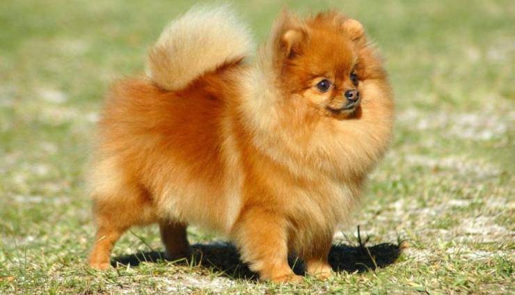 Pomerania