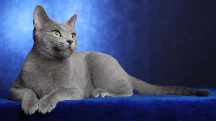 Razze di gatti con la coda sottile: le 10 code più affusolate nel mondo felino Razze di gatti con la coda sottile