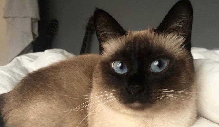 gatto Siamese