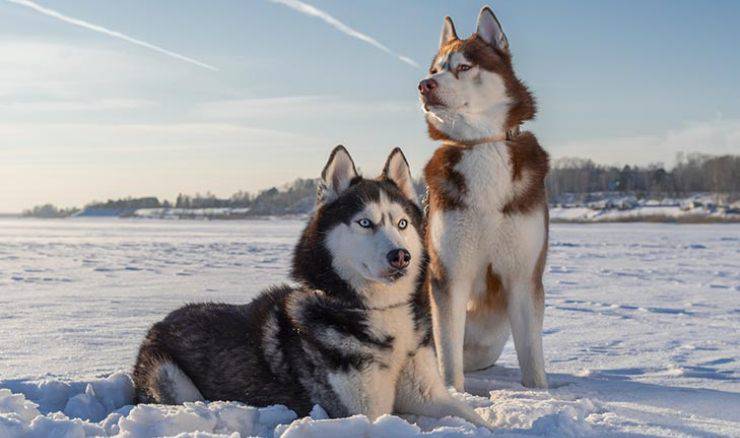 Siberian Husky