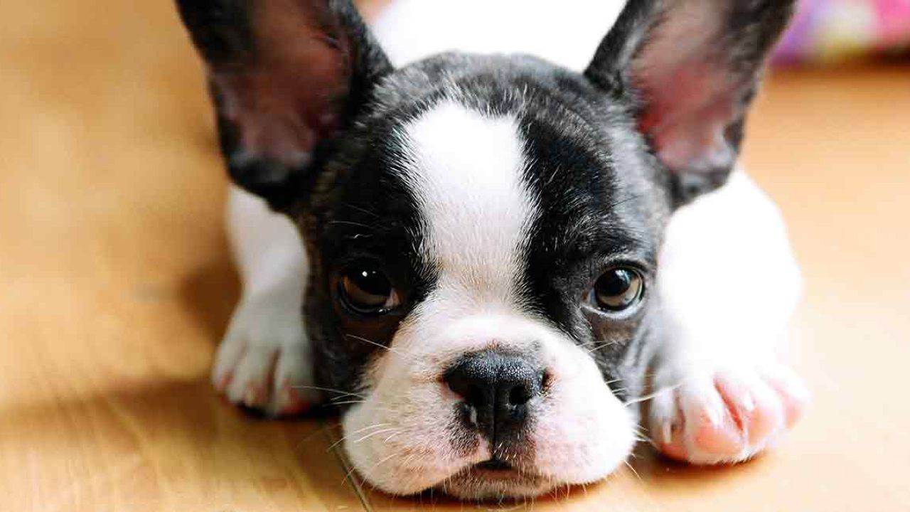 razze cani appartamento