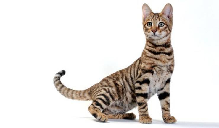 Toyger