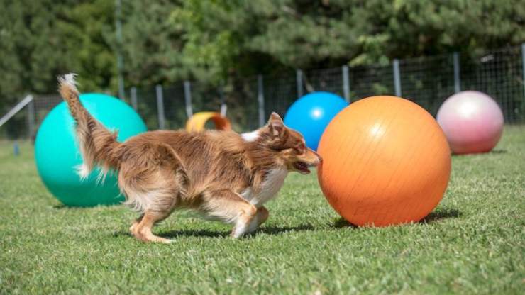 Treibball per il cane: cos'è e come praticare questo sport con Fido Treibball per il cane