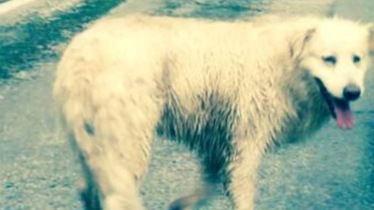 Cane Maremmano Torrente Bambino