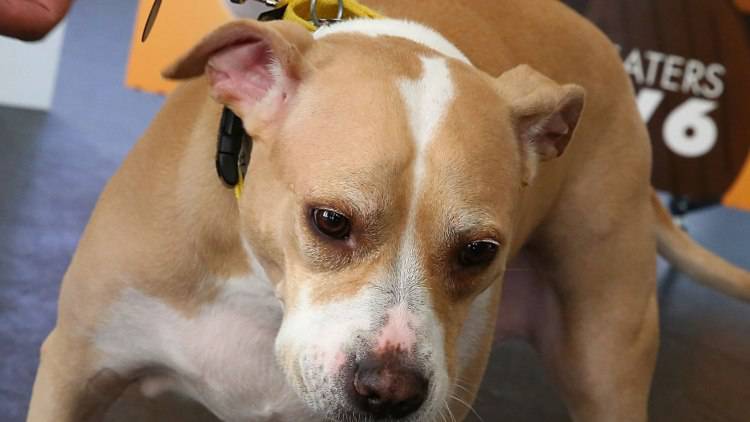 Cane Pitbull Uomo Ubriaco