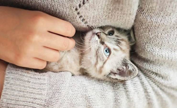 abbracciare gatto