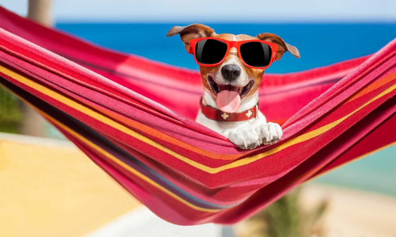 amaca cane amaca per cani