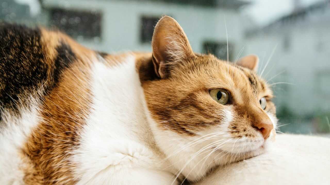 american wirehair american wirehair curiosità