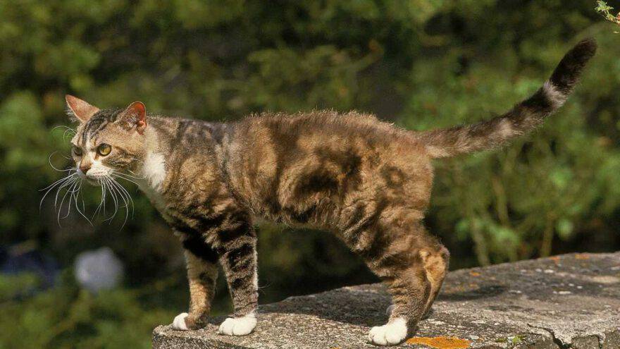 American Wirehair
