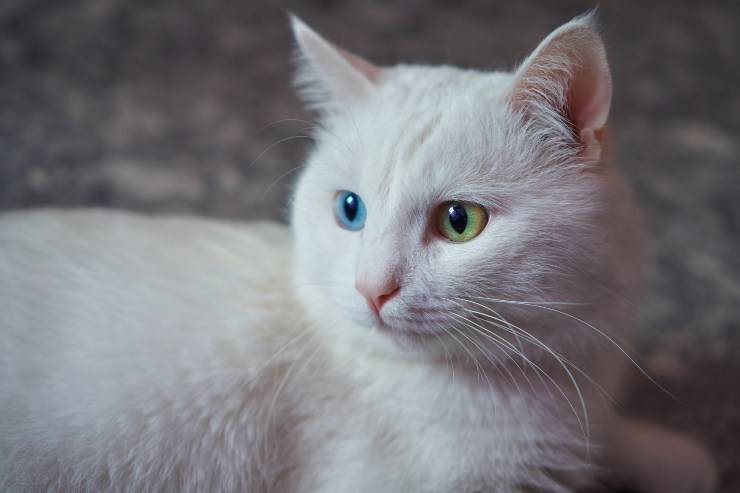 angora turco