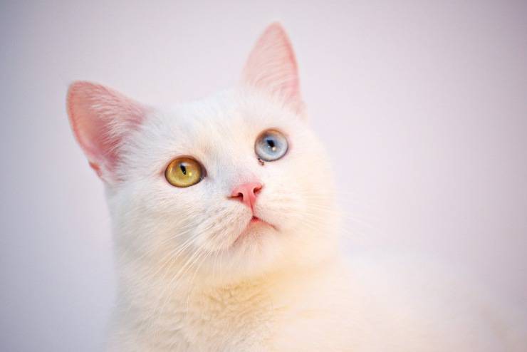 angora turco