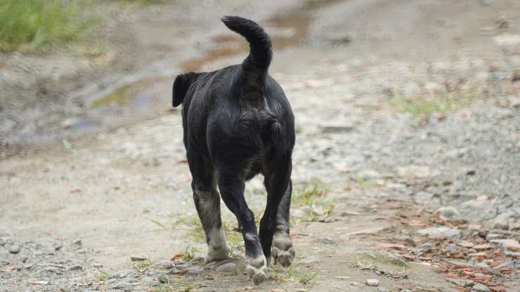 Cane in fuga (Foto Pixabay)