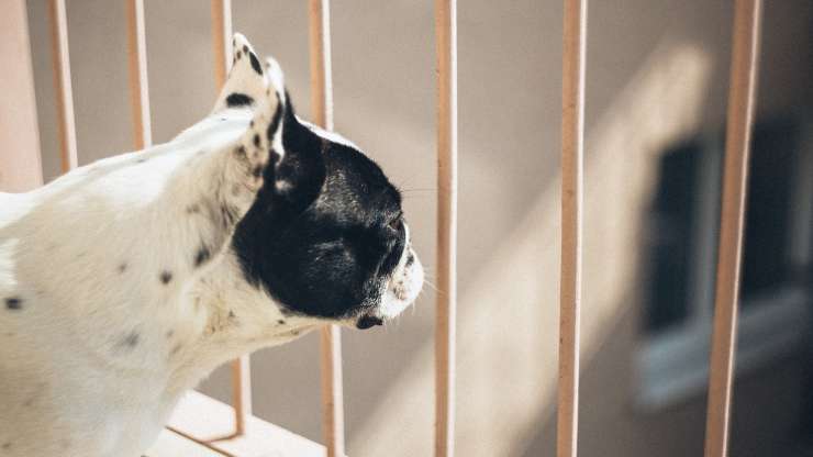 Cagnolino sul balcone (Foto pixabay)