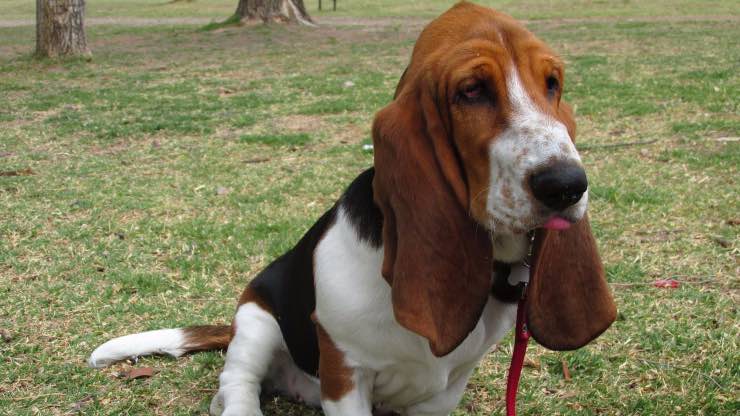 Basset Hound
