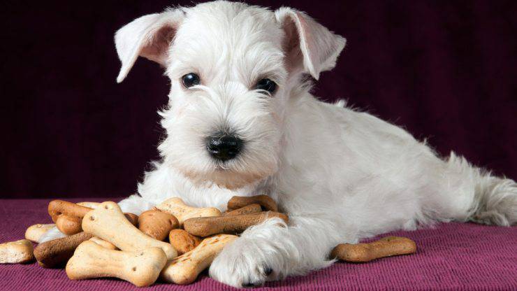 Biscotti al pollo per il cane: golosi snack da preparare in casa biscotti al pollo per il cane
