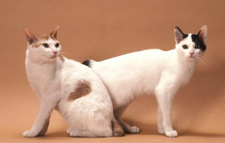 bobtail giapponese