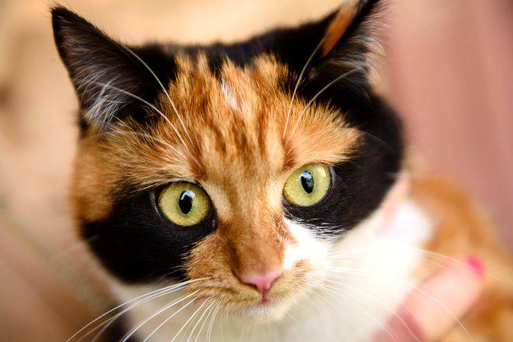 bobtail giapponese 