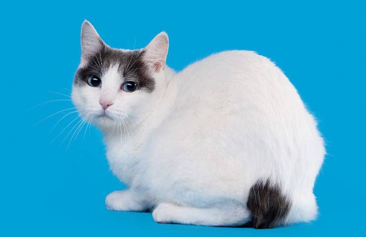 Bobtail Giapponese