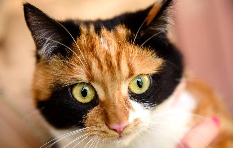 bobtail giapponese