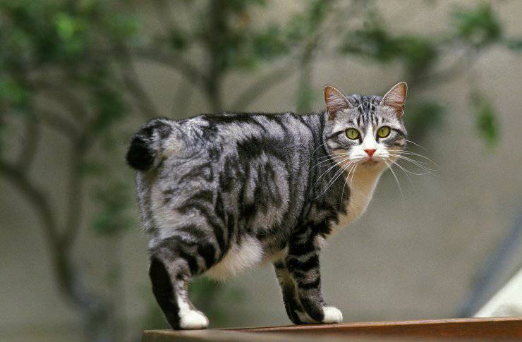 bobtail giapponese