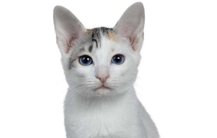 Bobtail Giapponese