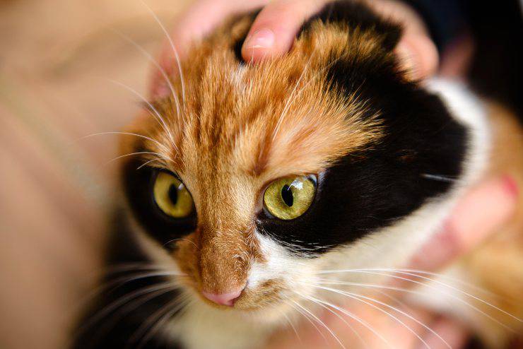 bobtail giapponese
