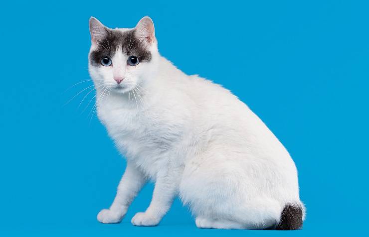 bobtail giapponese