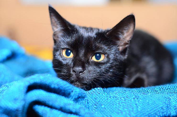gatto bombay
