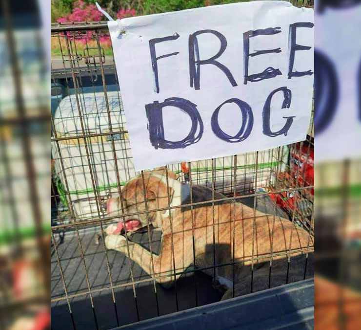 cane chiuso gabbia free dog