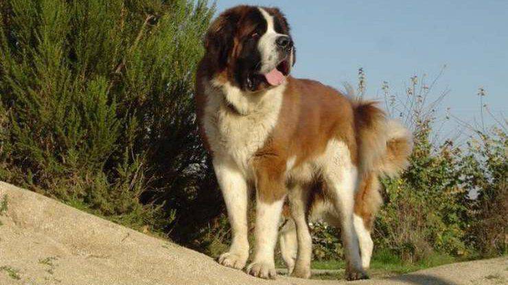 cane San Bernardo
