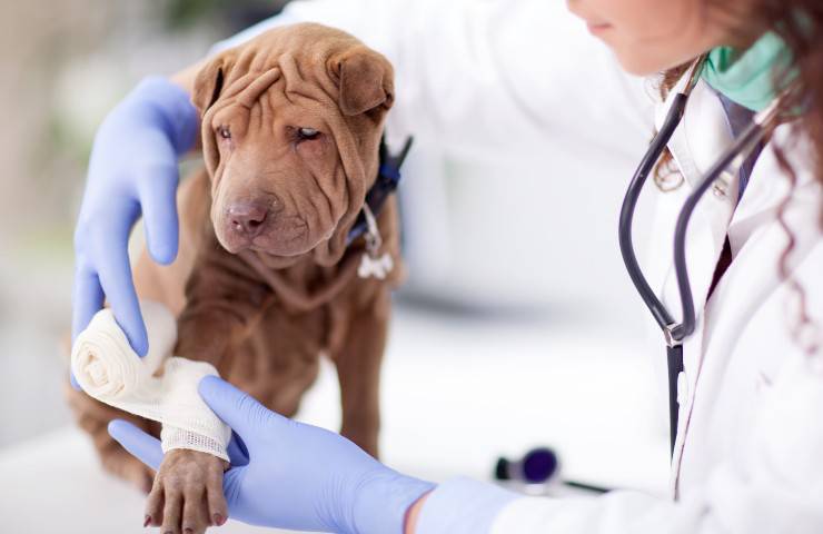 cane dal veterinario cane zoppica a intermittenza