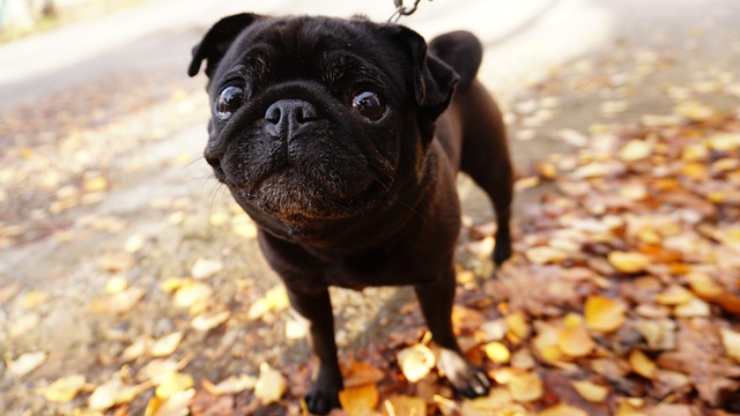cane al guinzaglio