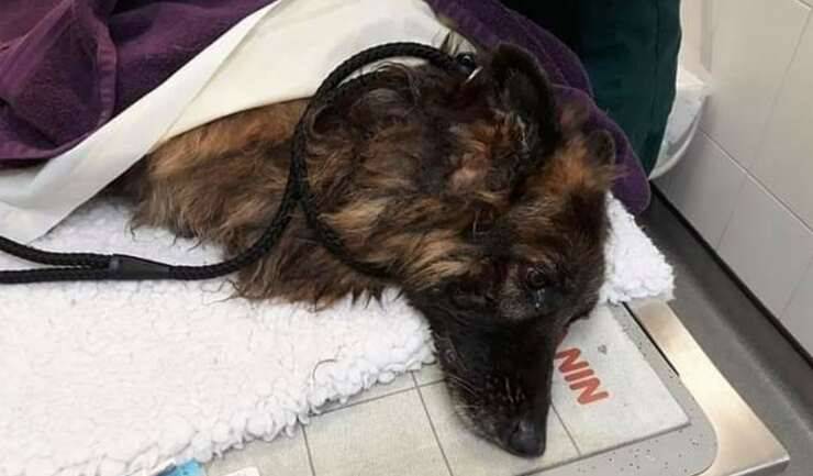 Bella il cane a cui hanno legato una roccia al collo per annegarla (Screen video)