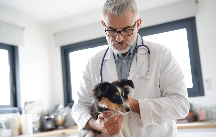 cane dal veterinario
