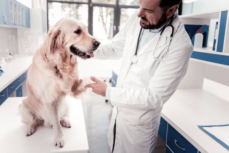 cane dal veterinario