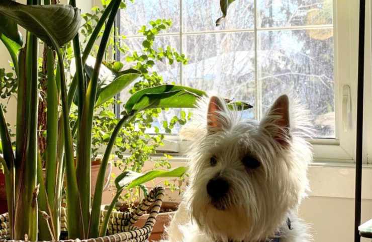 cane e le piante di casa