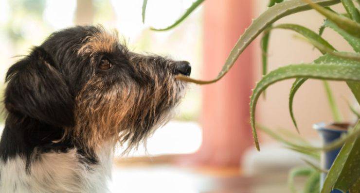 cane e pianta