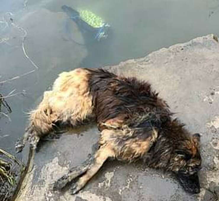 Bella il cane a cui hanno legato una roccia al collo per annegarla (Screen video)