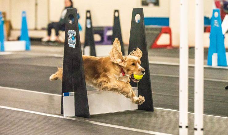 cane gioca a Flyball