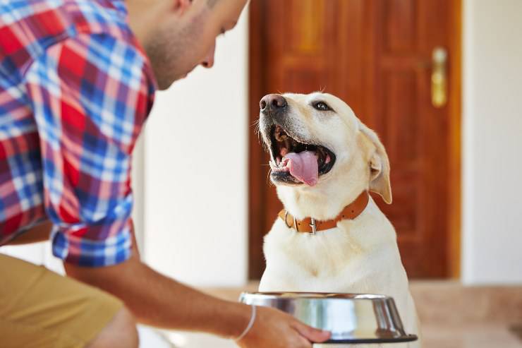 cane non mangia