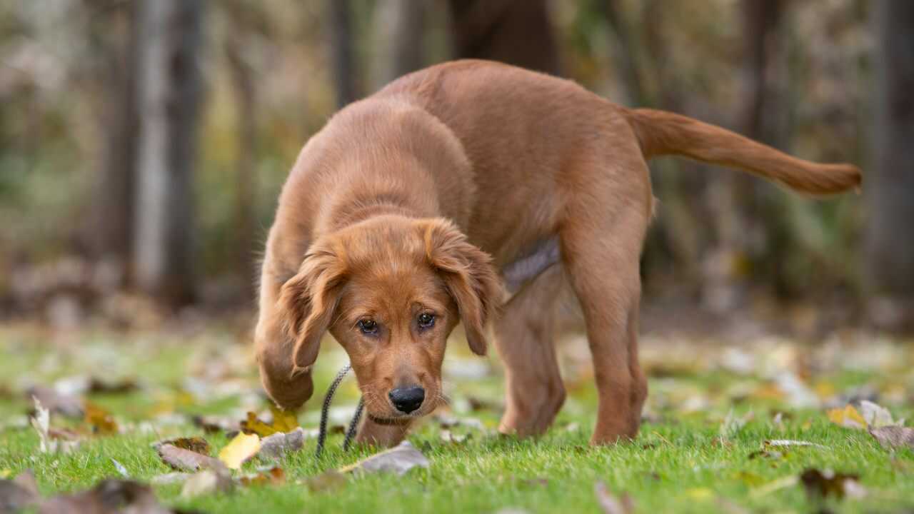 cane annusa cane sentire odore