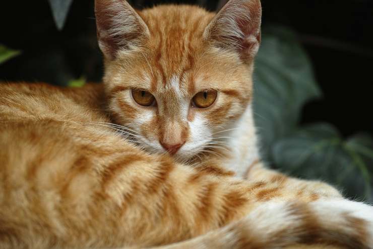Gatto in primo piano (Foto Pixabay)