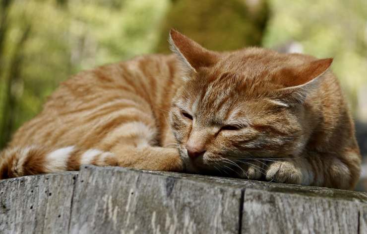 gatto solo (Foto Pixabay)
